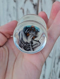 Spicy Anal Plugs